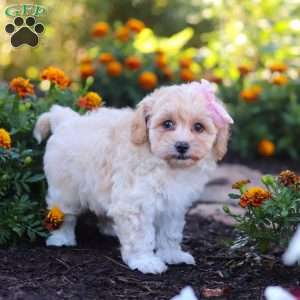 Nicole, Havapoo Puppy